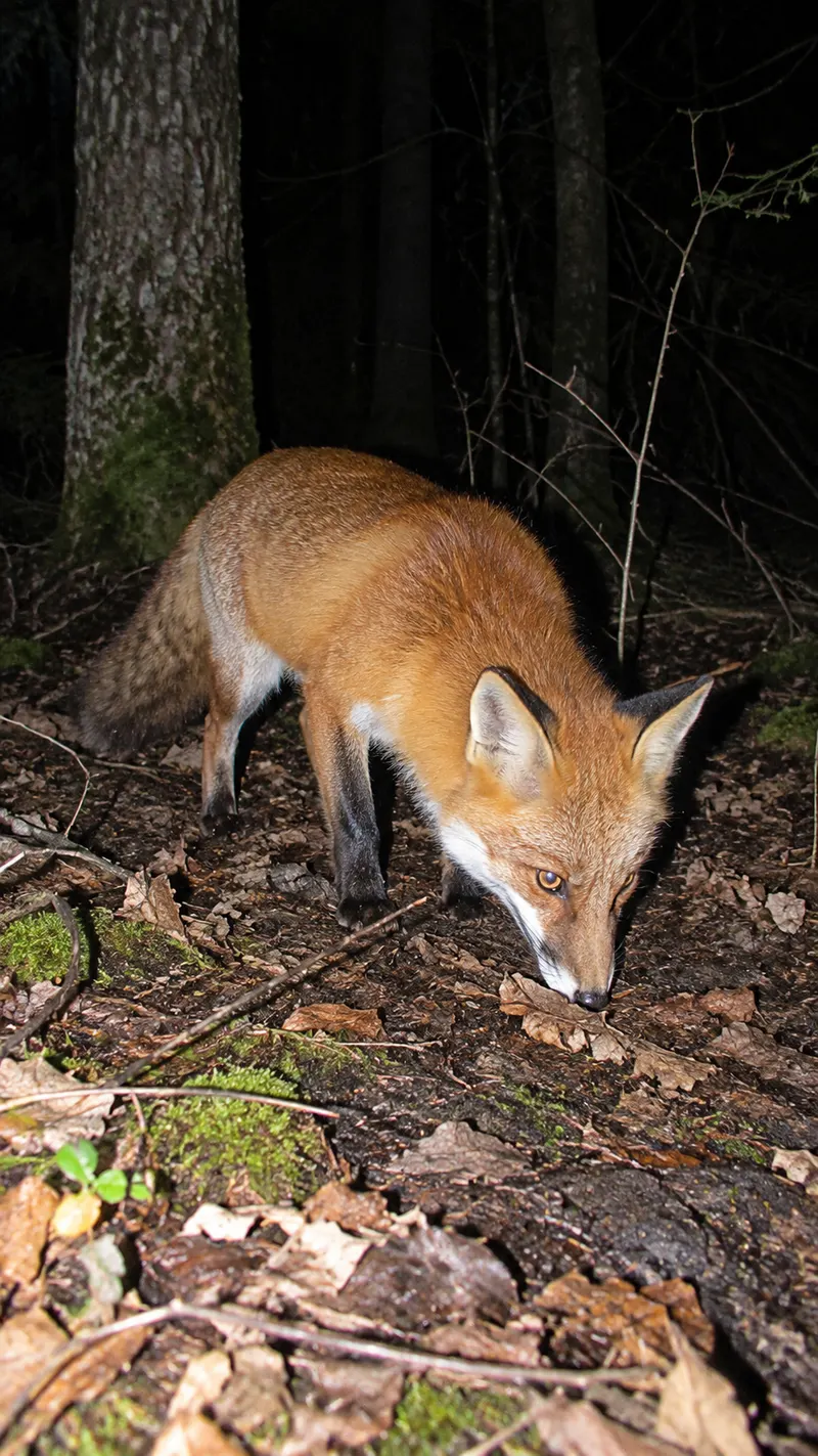 Trail cam made with Everygen AI